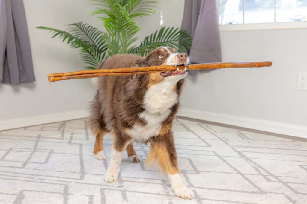 A dog playing with a longlastic collagen chew.