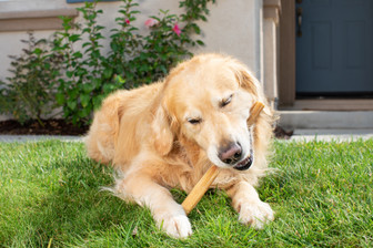 dog eating chew stick