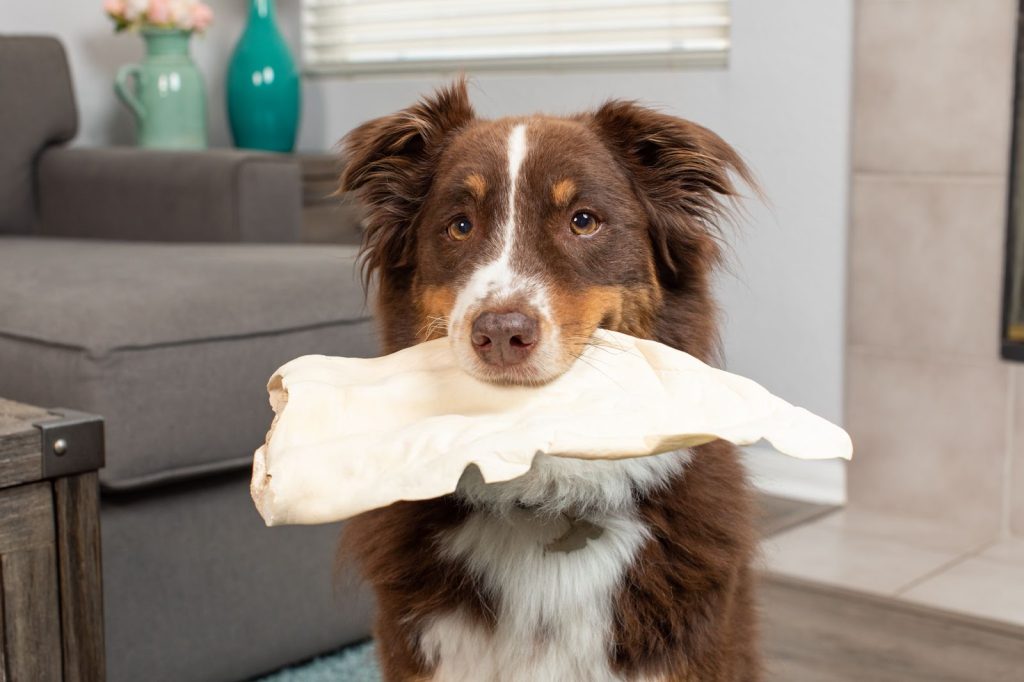 a dog holding a cow ear chew