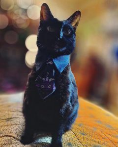 A black cat wearing a tie. 