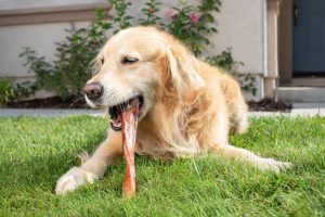A dog chewing on a natural chew outside.