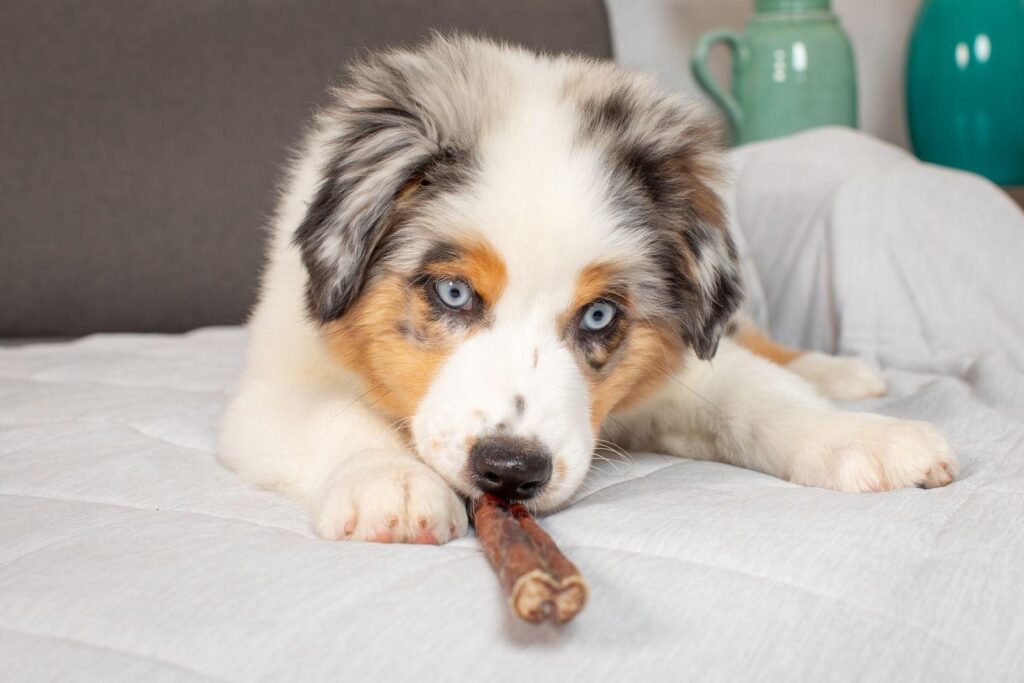 Dog chewing on a bully stick.