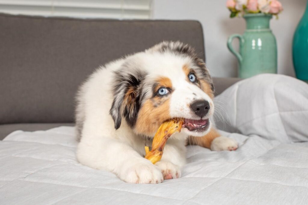 Dog eating chew