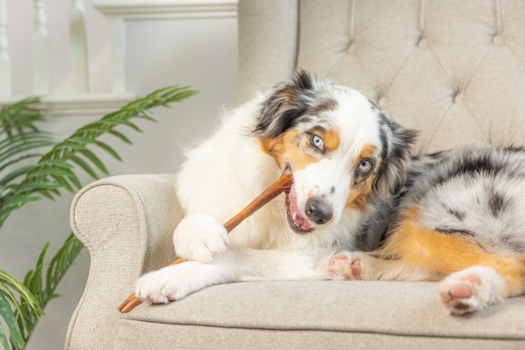 A dog on the couch chewing on a Longlastics cane.