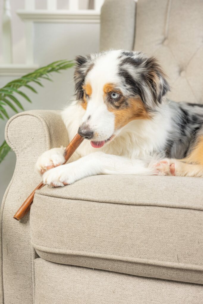 a dog on a couch chewing on a Longlastics