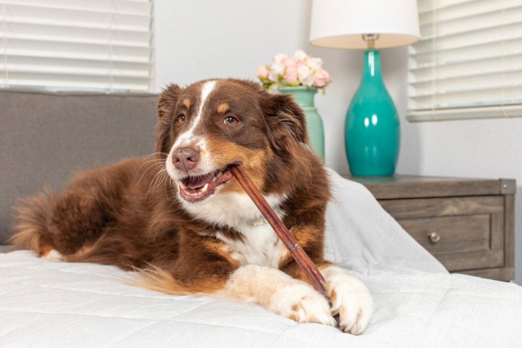A dog on a bed chewing on a bully stick.