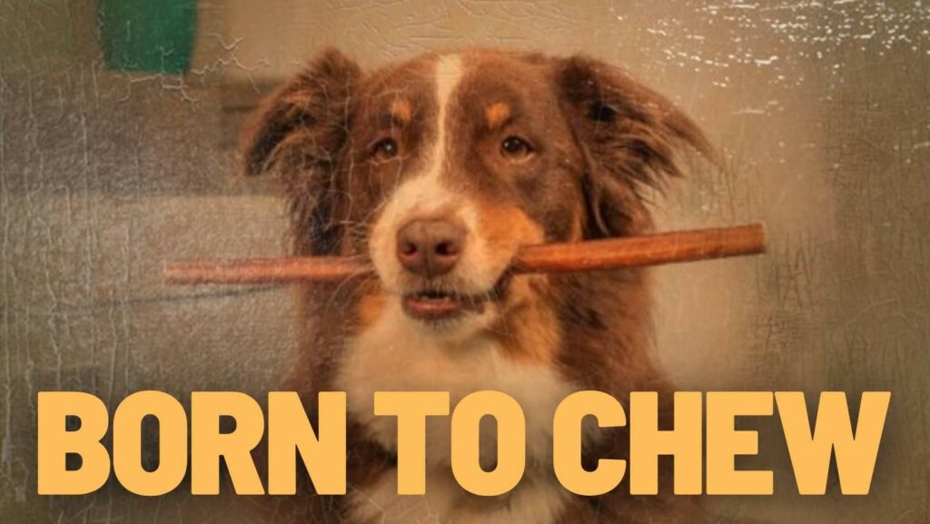 A dog holding a bully stick with the words born to chew.