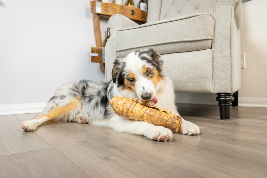 A dog licking a peanut butter flavored beef cheek roll.