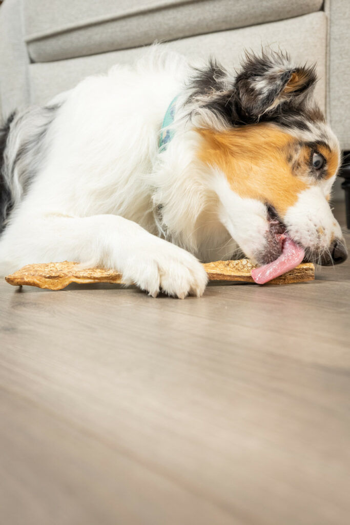 A dog licking a beef cheek slice.