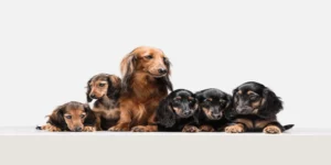 cute-puppy-dachshund-dog