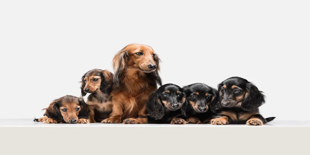 cute-puppy-dachshund-dog