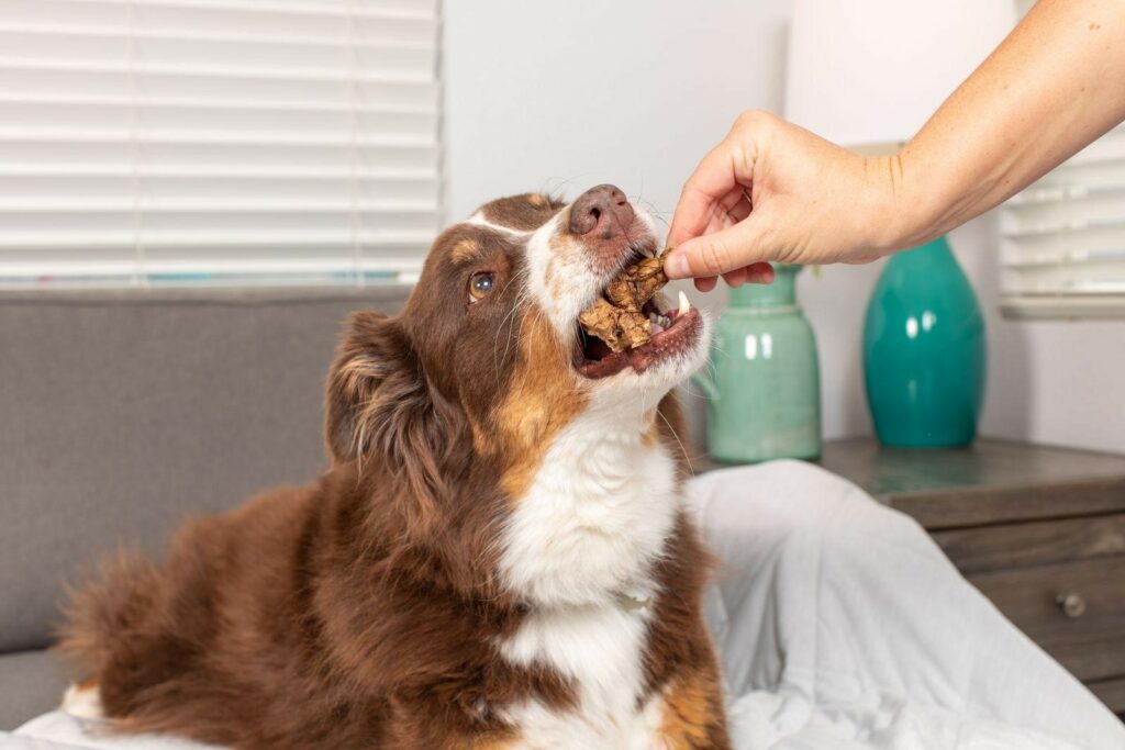 A dog being offered a tasty healthy treat.