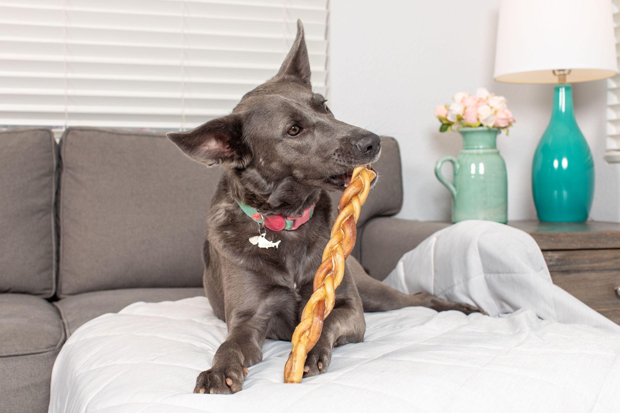 Dog panting after hot sale eating bully stick