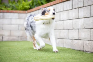 Dog running with beef cheek roll in mouth